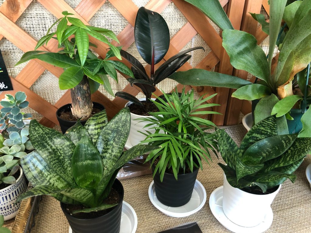 観葉植物入荷しました 生花祭壇のフレシード信州 観葉植物入荷しました 生花祭壇のフレシード信州