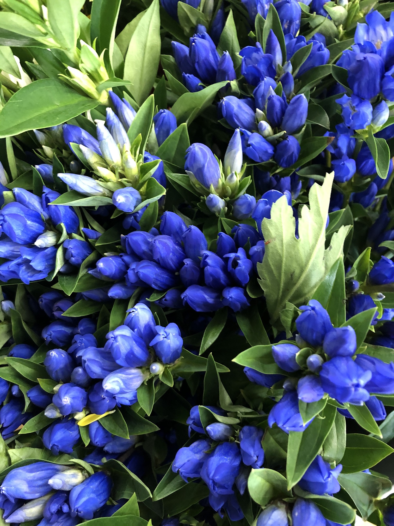 お盆花承ります 生花祭壇のフレシード信州 お盆花承ります 生花祭壇のフレシード信州