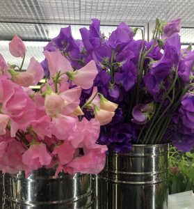 1月21日はスイートピーの日 生花祭壇のフレシード信州