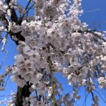 国宝松本城 桜並木 光の回廊🌸