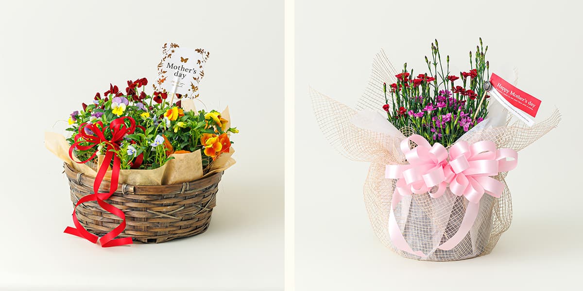 鉢植えカーネーション